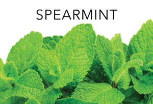PERFUME APPRENTICE - Spearmint