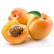 PERFUME APPRENTICE - Apricot