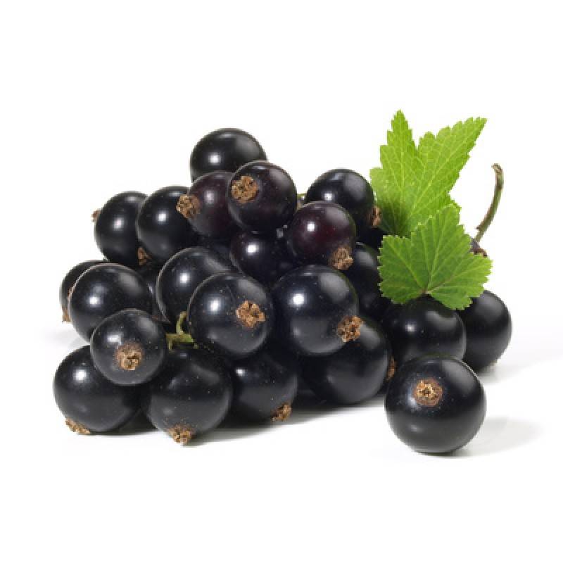 PERFUME APPRENTICE - BLACK CURRANT